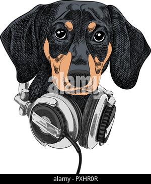 Vector Illustration Hunderasse Dackel in der Musik Kopfhörer. Stock Vektor