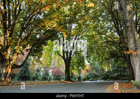 Voller fallen Farben bei freiwilligen Park, Seattle, Washington Stockfoto