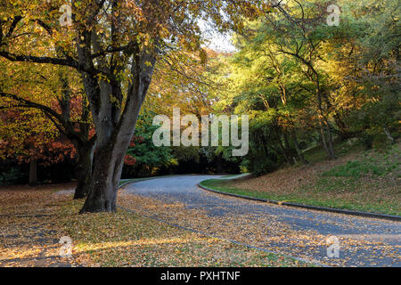 Voller fallen Farben bei freiwilligen Park, Seattle, Washington Stockfoto