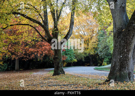 Voller fallen Farben bei freiwilligen Park, Seattle, Washington Stockfoto