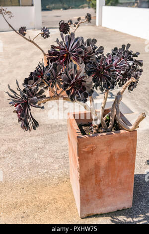 Aeonium Zwartkop Arboretum'' in einem terracotta Container wachsende Stockfoto