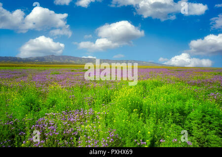 Lila Farn Blatt Phacelia (Phacelia tanacetifolia) Carrizo Plain National Monument, Kalifornien Stockfoto