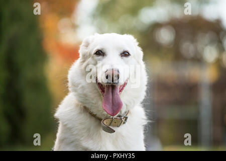 Gerne weißen Hund Stockfoto