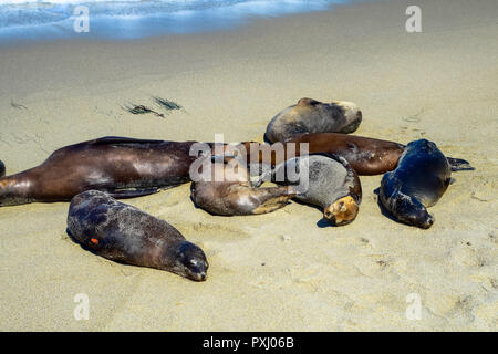 Seelöwen geniessen ein Nickerchen am Nachmittag Sonne von La Jolla Cove in La Jolla, Kalifornien Stockfoto