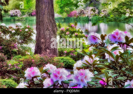 Rhododendren blühen mit Teich Crystal Springs Rhododendron-Gärten, Oregon Stockfoto