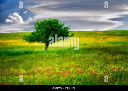 Einsamer Baum und Wildblumen. Zumwalt Prairie, Oregon Stockfoto