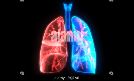 Der menschlichen Atemwege Anatomie Stockfoto