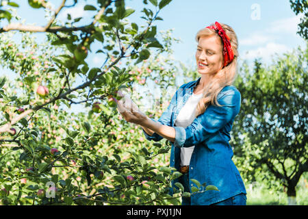 Schöne Landwirt berühren Apple auf Baum im Garten Stockfoto