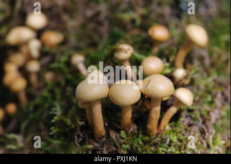 Cluster von Schwefel Büschel Pilze im Wald wachsen die Adirondack, New York State, USA. Stockfoto