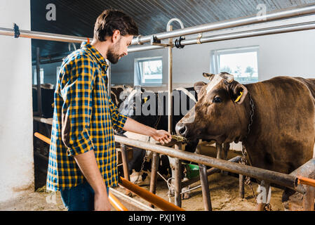 Seitenansicht des stattlichen Bauer Fütterung Kuh mit Heu im Stall Stockfoto