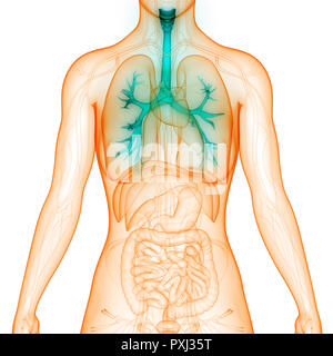 Der menschlichen Atemwege Anatomie Stockfoto
