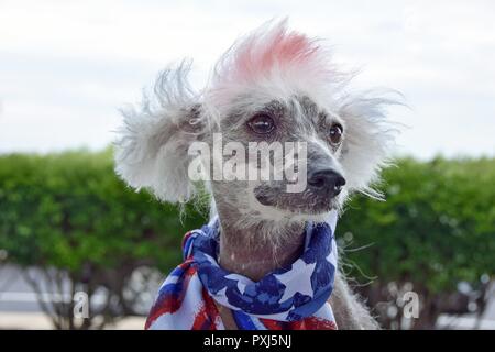 Portrait von Chinese Crested Hairless dog trägt patriotischen Fahne Schal Stockfoto