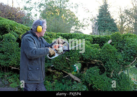 Mann, Ohr Schutz gegen Lärm sound trimmen Hedge hedge Trimmer im Herbst Garten in Carmarthenshire Wales UK KATHY DEWITT Stockfoto