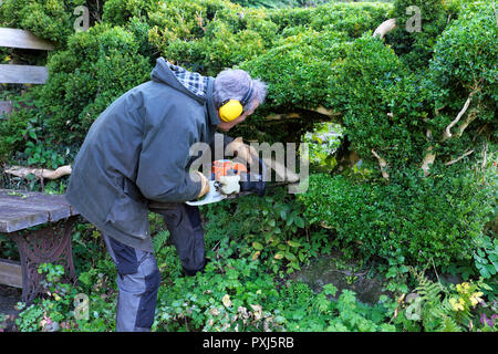 Mann Ohrenschützer tragen. Trimmen hedge Hedge Trimmer im Herbst Garten in Carmarthenshire Wales UK KATHY DEWITT Stockfoto