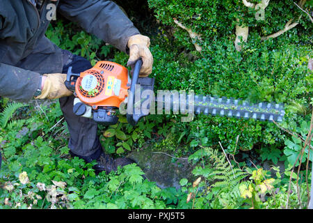 Mann Ohrenschützer tragen. Trimmen hedge Hedge Trimmer im Herbst Garten in Carmarthenshire Wales UK KATHY DEWITT Stockfoto