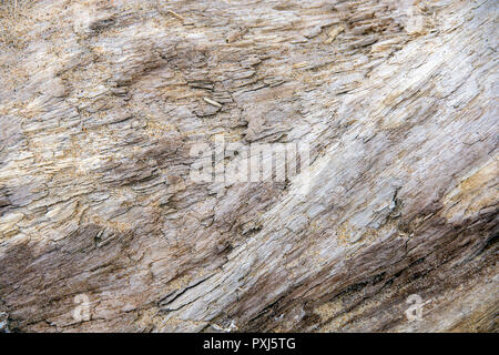 In der Nähe von Sand Granulate auf verwitterte Treibholz anmelden Stockfoto