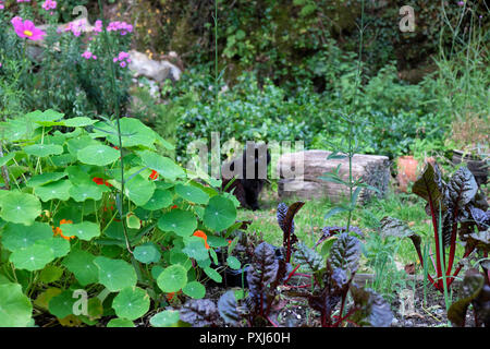 Schwarze Katze sitzt in einem Garten mit Ruby schweizer Mangold, michaelmas Gänseblümchen Kosmos nasturtiums wächst im Herbst in Carmarthenshire Wales UK KATHY DEWITT Stockfoto