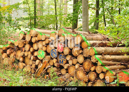 Angemeldet Holz im Wald mit bunten Farben gespeichert Kennzeichnung Stockfoto