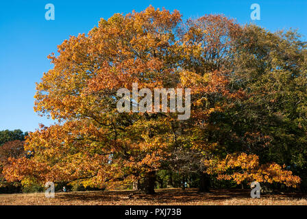 Herrliche Baum im Goldenen herbstlichen Farben gegen den blauen Himmel in Hampstead Heath, London, UK. Stockfoto