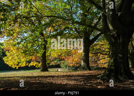 In warmen, herbstlichen Farben des Herbstes als Blätter golden. Nachmittag Sonnenschein auf der ikonischen Parklandschaft von Hampstead Heath, London