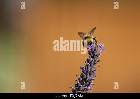 Biene auf Lavendel sammeln Pollen oder Nektar Stockfoto