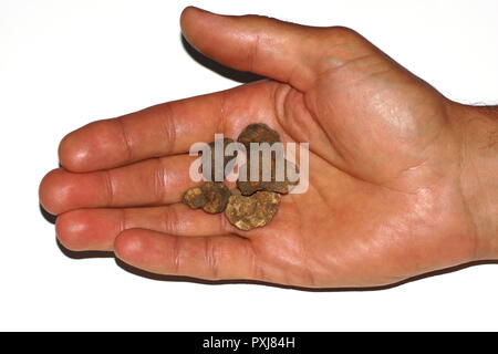 Tuber magnatum. Vier kleine weiße Trüffel liegen auf der Hand eines Menschen, auf weißem Hintergrund. Stockfoto