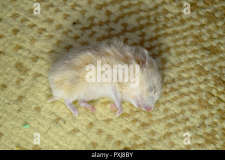 Tote hamster liegen auf dem Teppich. Die Toten home Nager Hamster. Stockfoto