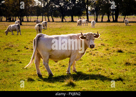 Neben Weinbergen, Flüssen und Kanälen prägen auch die weißen Charolais-Rinder die Landschaft im Burgund. Die Charolais-Kuh liefert Milch für den berühmten Comté-Käse in Franche-Comté, Frankreich Stockfoto