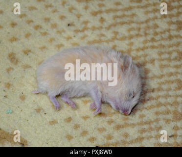 Tote hamster liegen auf dem Teppich. Die Toten home Nager Hamster. Stockfoto
