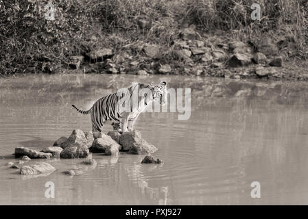 Maya (Tiger) Abkühlen in einem Körper von Wasser in Tadoba Nationalpark Stockfoto