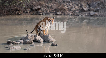 Maya (Tiger) Abkühlen in einem Körper von Wasser in Tadoba Nationalpark Stockfoto