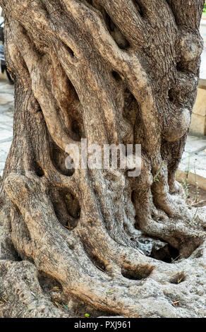 Knorrige Olivenbaum trunk vor der Basilika des Agios Neophytos Kloster in der Nähe von Tala, Paphos, Zypern. Stockfoto