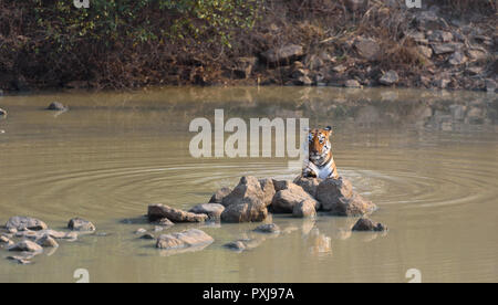 Maya (Tiger) Abkühlen in einem Körper von Wasser in Tadoba Nationalpark Stockfoto