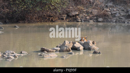 Maya (Tiger) Abkühlen in einem Körper von Wasser in Tadoba Nationalpark Stockfoto