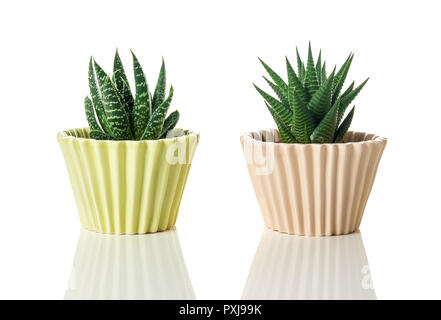 Aloe Sukkulenten in pastellfarbenen Töpfe, auf weißem Hintergrund mit Reflexion. Stockfoto
