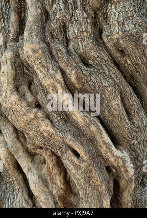 Knorrige Olivenbaum trunk vor der Basilika des Agios Neophytos Kloster in der Nähe von Tala, Paphos, Zypern. Stockfoto