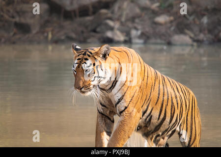 Maya (Tiger) Abkühlen in einem Körper von Wasser in Tadoba Nationalpark Stockfoto