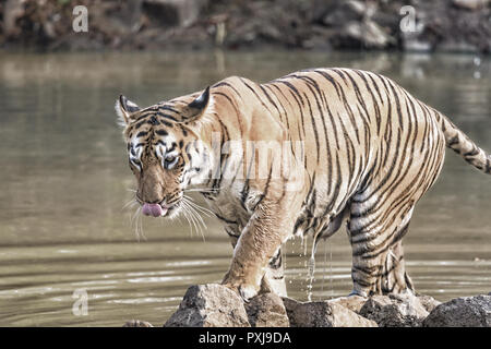 Maya (Tiger) Abkühlen in einem Körper von Wasser in Tadoba Nationalpark Stockfoto