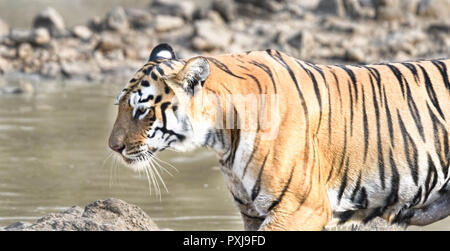 Maya (Tiger) Abkühlen in einem Körper von Wasser in Tadoba Nationalpark Stockfoto