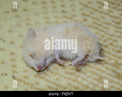 Tote hamster liegen auf dem Teppich. Die Toten home Nager Hamster. Stockfoto