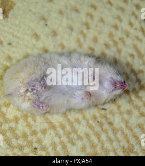 Tote hamster liegen auf dem Teppich. Die Toten home Nager Hamster. Stockfoto