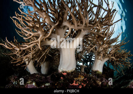 Weiche Korallen gedeihen auf einem Korallenriff in Raja Ampat, Indonesien. Dieser abgelegene, tropische Region ist für seine spektakuläre marine Artenvielfalt bekannt. Stockfoto