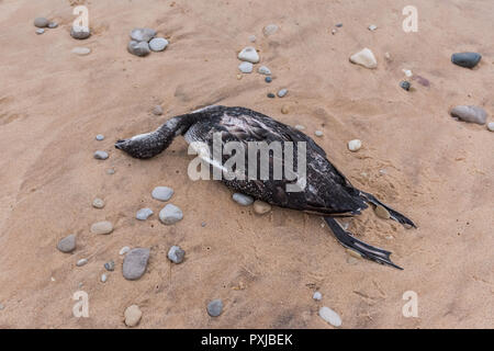 Tot nicht-Zucht oder unreifen Gemeinsame Eistaucher (Gavia Immer) am Strand im Oktober. Ursache des Todes unbekannt. Stockfoto