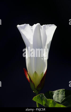 Größere Hedge bindweed, Calystegia sepium, auch als Rutland Schönheit bekannt, bugle Weinstock, himmlischen Posaunen, bellbind und Oma - Pop-out-of-bed. Stockfoto