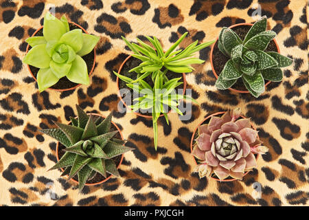 Verschiedene Arten von Sukkulenten Topfpflanzen auf leopard Hintergrund. Stockfoto