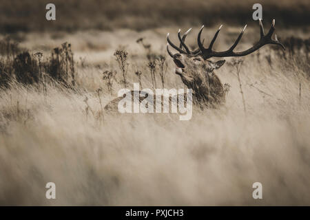 Red Deer (Cervus elaphus) Rothirsch Gebrüll während der Brunft Stockfoto