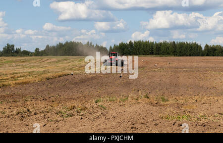 Großer Traktor mit Pflug pflügt den Boden auf dem Feld nach der Ernte für die Aussaat einer neuen Ernte von landwirtschaftlichen Pflanzen, Weißstörche auf dem Feld stehen Stockfoto