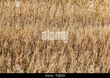 Golden ährchen von Hafer auf dem Feld, Spätsommer Stockfoto