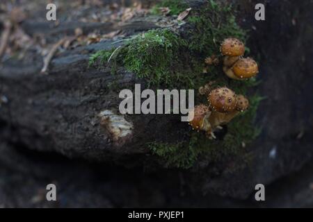 Strophariaceae pholiota Pilze auf einem gefallenen am Kap Enttäuschung in Washington, USA anmelden. Stockfoto