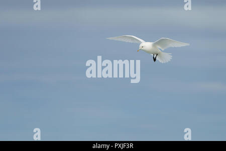 Elfenbein Möwe (Pagophila Eburnea) im Flug, Spitzbergen, Norwegen Stockfoto